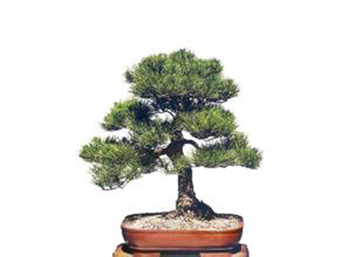 黑松 黑松