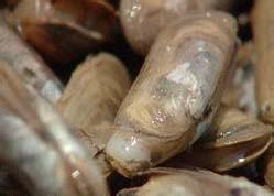 海洋生物(生物學術語) 海洋生物(生物學術語)