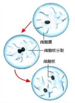 核分裂 核分裂