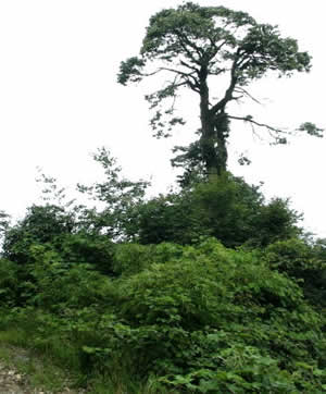 老君山風景區 老君山風景區