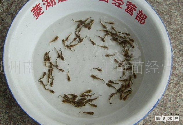 黃顙魚 黃顙魚