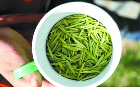 日照綠茶 日照綠茶