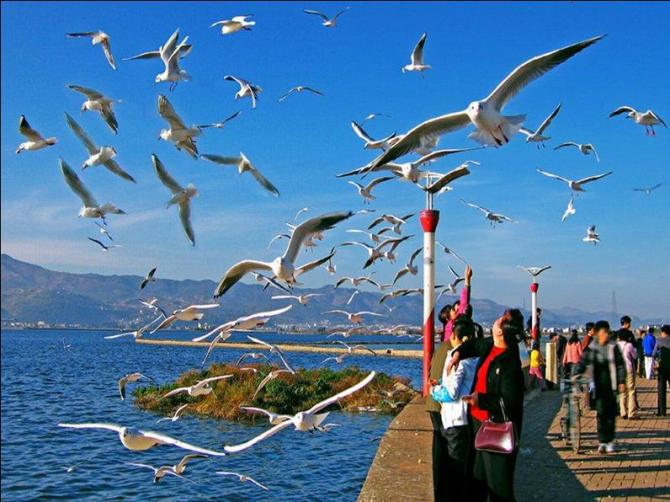 海鷗群飛 海鷗群飛