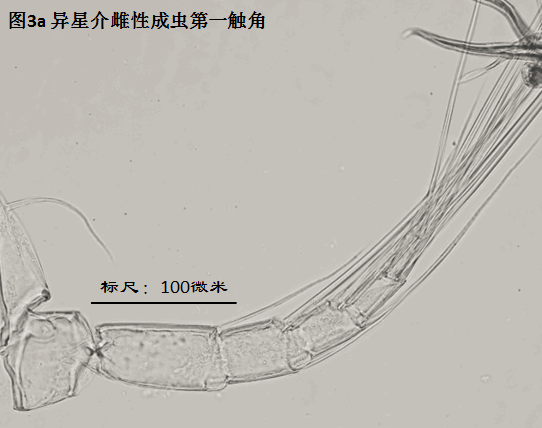 圖3a 圖3a