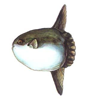 翻車魚 翻車魚