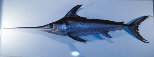 劍旗魚 劍旗魚