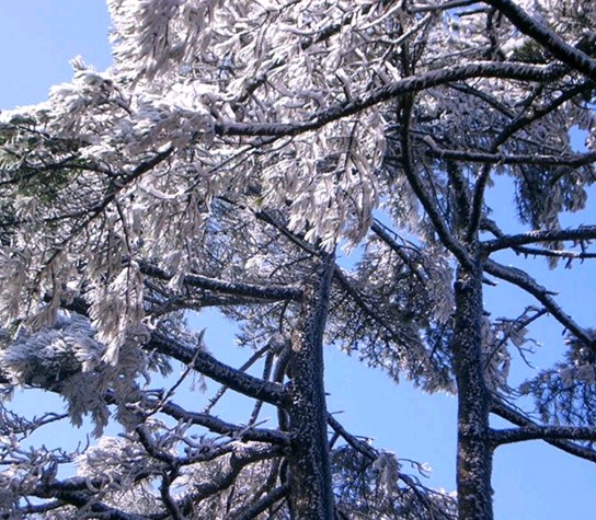 黃山(世界文化與自然雙重遺產,國家5a級旅遊景區) 黃山(世界文化與自然雙重遺產,國家5a級旅遊景區)