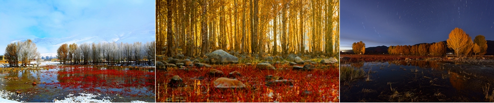 稻城亞丁紅草地 稻城亞丁紅草地