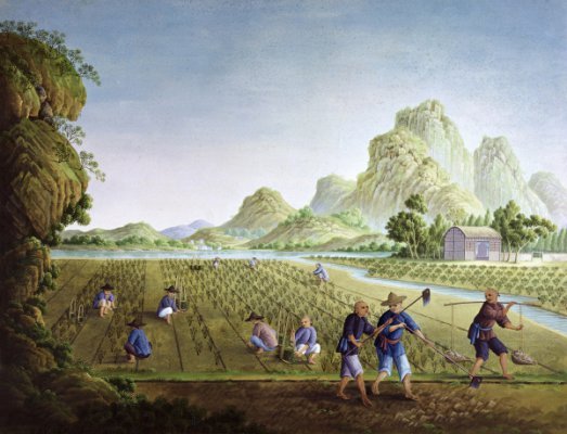 中原農業 中原農業