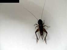 蟋蟀(昆蟲綱動物) 蟋蟀(昆蟲綱動物)
