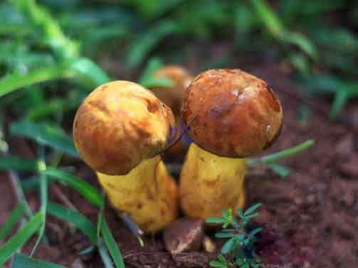 野生牛肝菌 野生牛肝菌